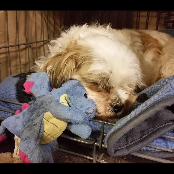 πΎHappy & Healthy Puppy!!!πΎ New Picture Added! - Picture 6 of 7